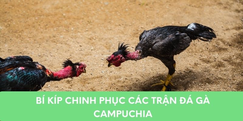 Bí kíp chinh phục các trận đá gà Campuchia