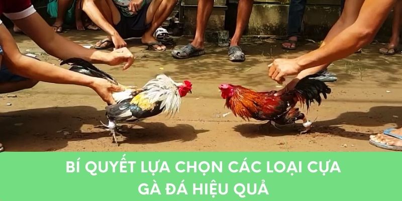 Bí quyết lựa chọn các loại cựa gà đá hiệu quả