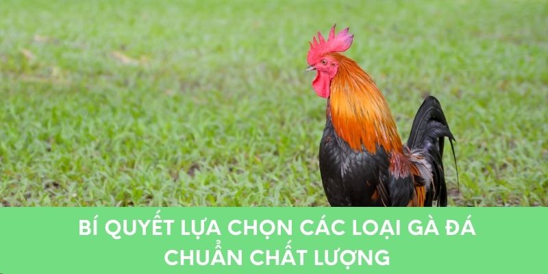 Bí quyết lựa chọn các loại gà đá chuẩn chất lượng