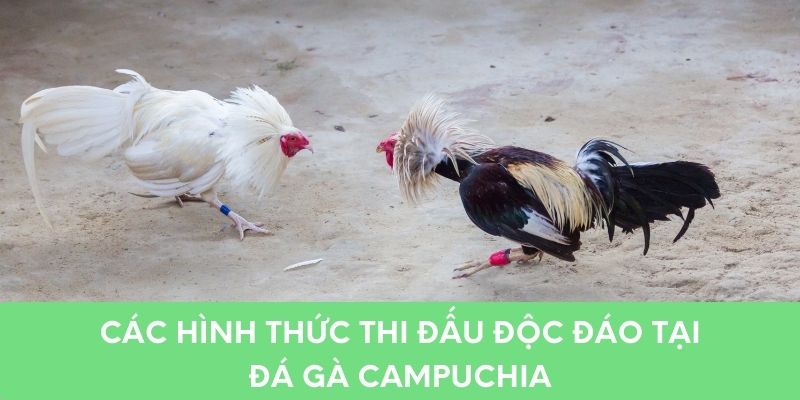 Các hình thức thi đấu độc đáo tại đá gà Campuchia