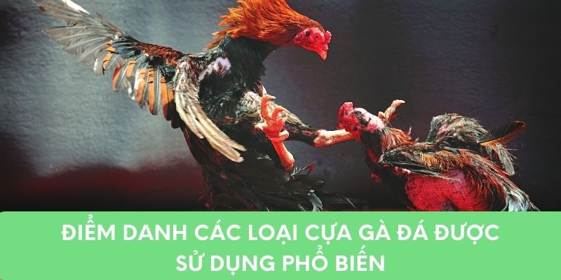 Điểm danh các loại cựa gà đá được sử dụng phổ biến