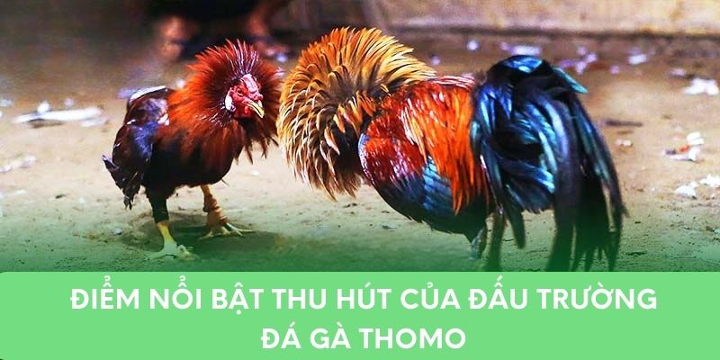 Điểm nổi bật thu hút của đấu trường đá gà Thomo