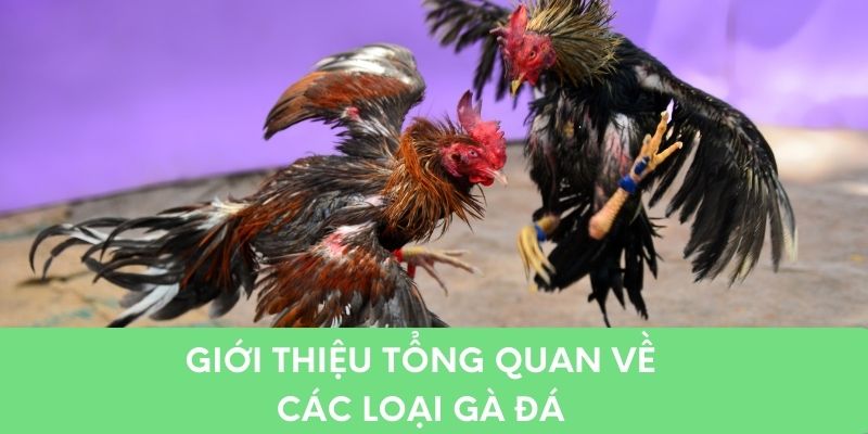 Giới thiệu tổng quan về các loại gà đá