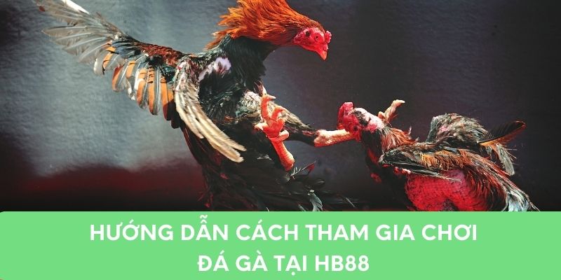 Hướng dẫn tham gia và trải nghiệm chơi đá gà tại hb88