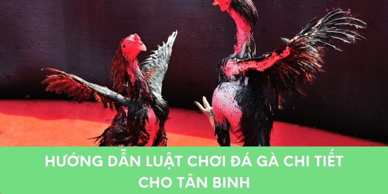 Hướng dẫn luật chơi đá gà chi tiết cho tân binh