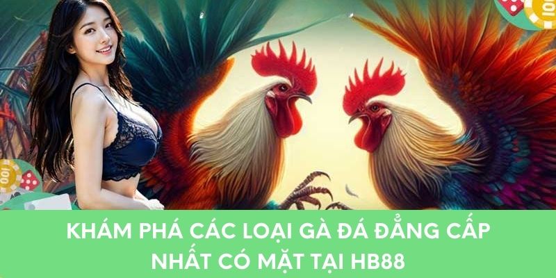 Khám Phá Các Loại Gà Đá Đẳng Cấp Nhất Có Mặt Tại HB88