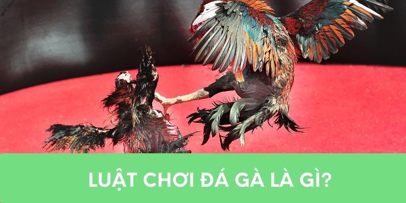 Luật chơi đá gà là gì?