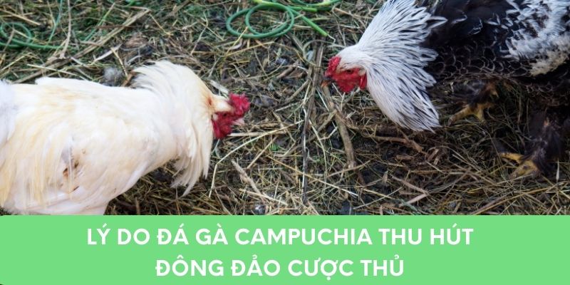 Lý do đá gà Campuchia thu hút đông đảo cược thủ