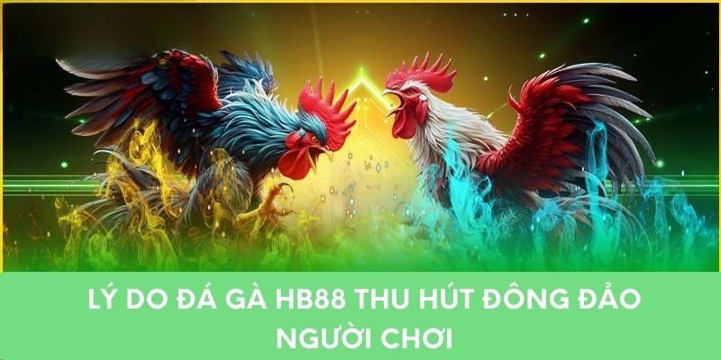 Lý do đá gà HB88 thu hút đông đảo người chơi