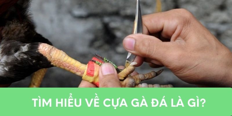 Tìm hiểu về cựa gà đá là gì?