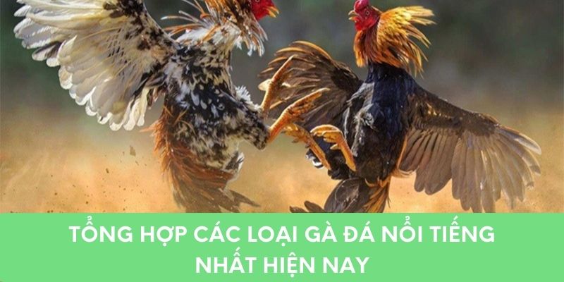 Tổng hợp các loại gà đá nổi tiếng nhất hiện nay