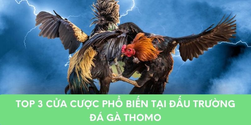 Top 3 cửa cược phổ biến tại đấu trường đá gà thomo