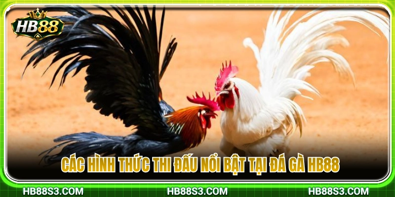 Tổng hợp các thể thức thi đấu đá gà đắt khách nhất 