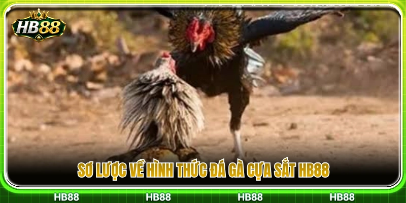 Đá Gà Cựa Sắt HB88 – Những Điểm Nên Quan Sát Trước Trận 2 Khái quát thể thức đá gà cựa sắt HB88
