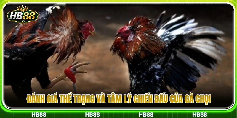 Đá Gà Cựa Sắt HB88 – Những Điểm Nên Quan Sát Trước Trận 4 Nhận định thể lực kèm tinh thần thi đấu của gà đá