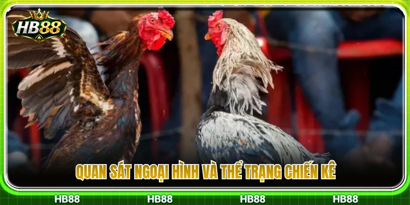 Đá Gà Cựa Sắt HB88 – Những Điểm Nên Quan Sát Trước Trận 3 Cách xem tướng mạo cùng vóc dáng gà chọi