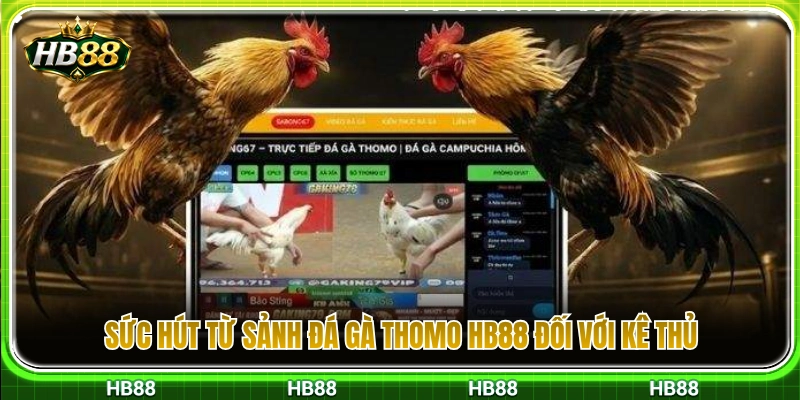 Đá Gà Thomo HB88 – Cách Xem Kèo Trước Khi Vào Trận Chuẩn Xác 2 Lý do sảnh đá gà Thomo HB88 thu hút đông đảo cược thủ