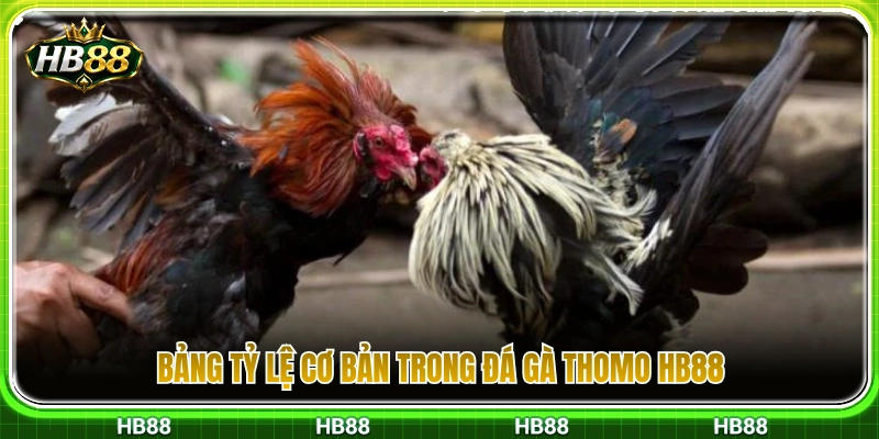 Đá Gà Thomo HB88 – Cách Xem Kèo Trước Khi Vào Trận Chuẩn Xác 3 Các mức cược tiêu chuẩn trong đá gà Thomo HB88