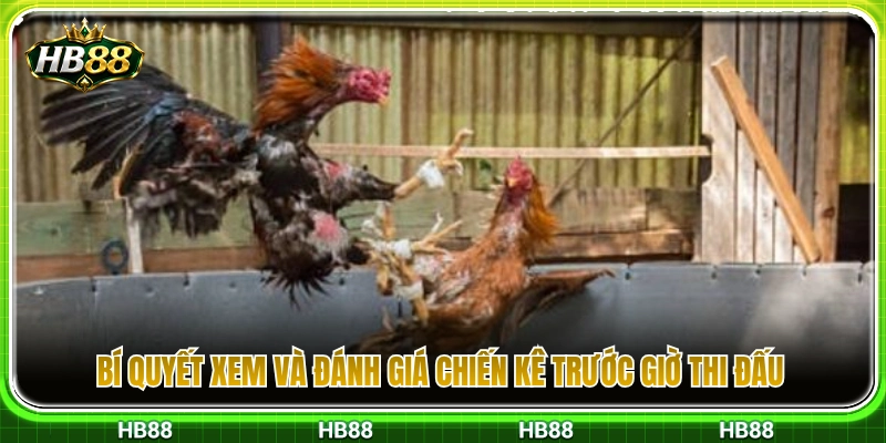 Đá Gà Thomo HB88 – Cách Xem Kèo Trước Khi Vào Trận Chuẩn Xác 4 Kinh nghiệm nhận diện tướng gà chọi hay trước trận đấu