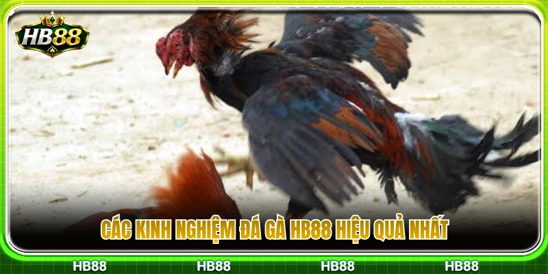 Kinh Nghiệm Xem Đá Gà HB88 Không Chọn Kèo Theo Cảm Xúc 3 Tổng hợp kinh nghiệm xem đá gà HB88 chuẩn xác nhất